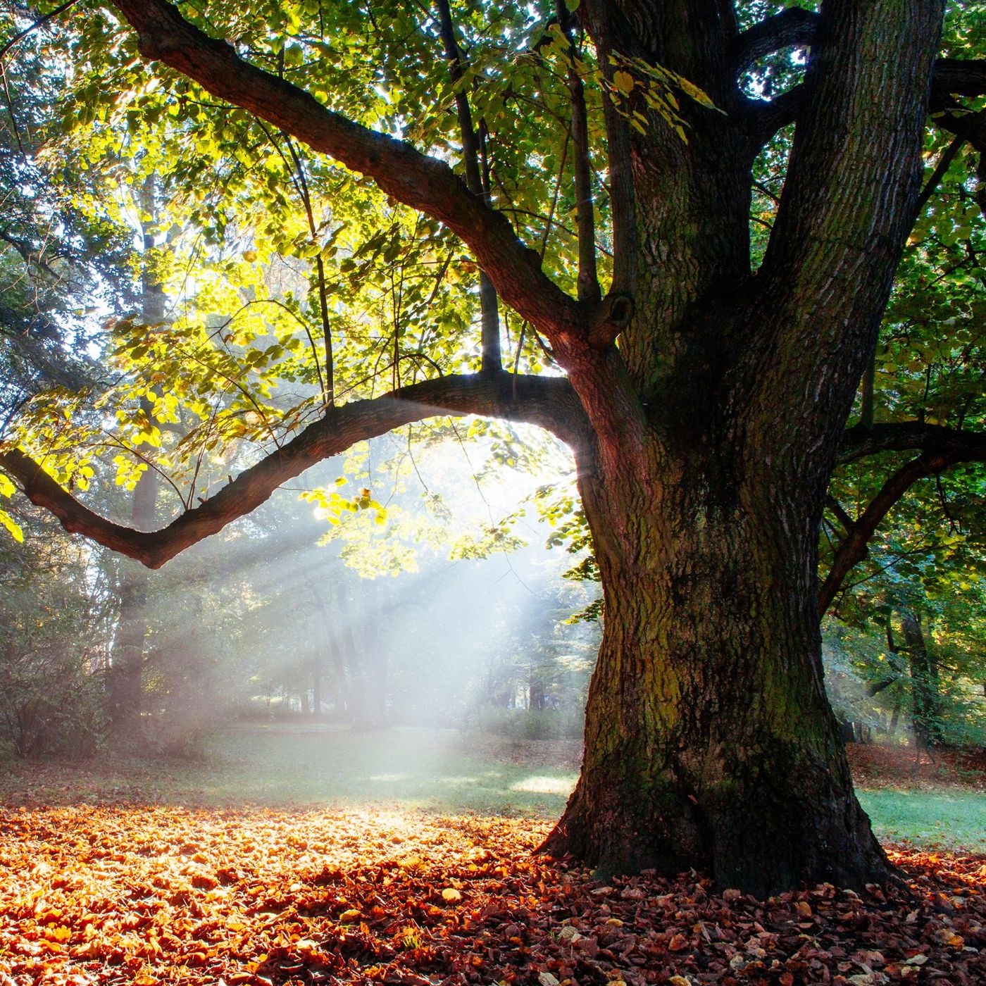 Oak Species Flooring designs Influence
